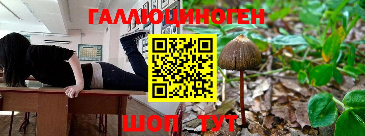 Псилоцибиновые грибы GOLDEN TEACHER  продажа наркотиков  Апшеронск  Вход с VPN 